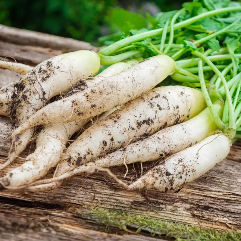 White Icicle Radish