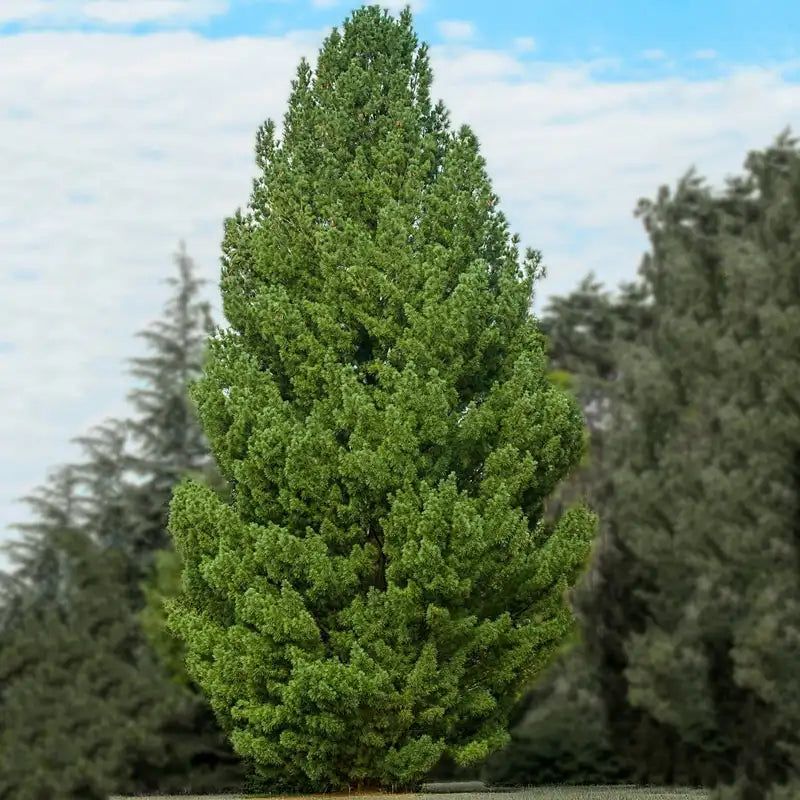 White Pine