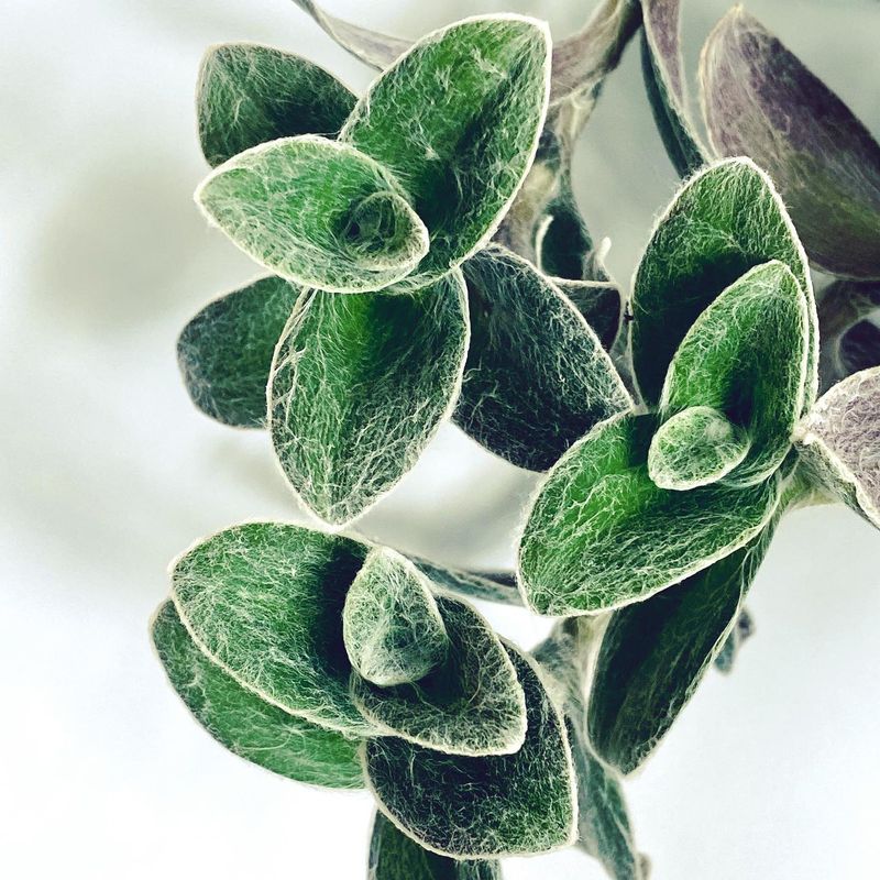 White Velvet Plant