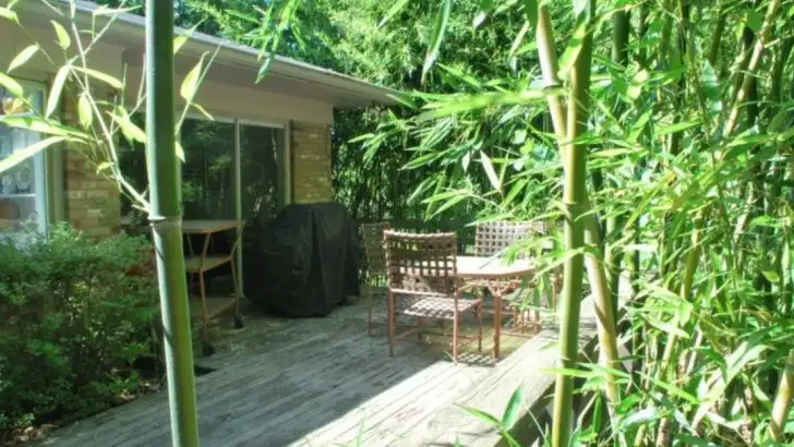 Why Professional Landscapers Never Plant These 20 Popular Garden Center Plants