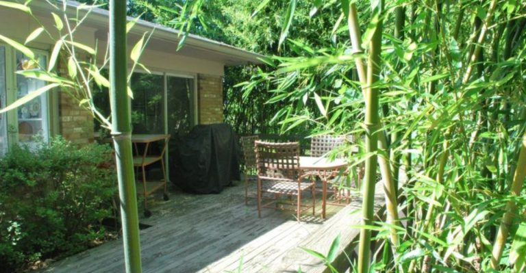 Why Professional Landscapers Never Plant These 20 Popular Garden Center Plants