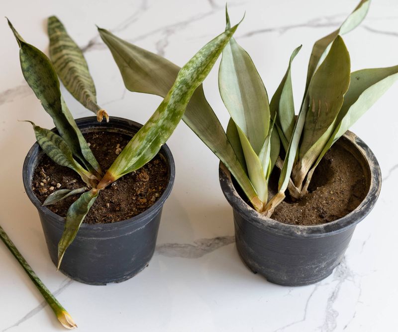 Sensitivity to Overwatering