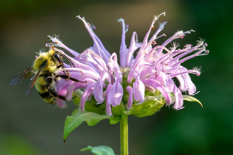 Wild Bergamot