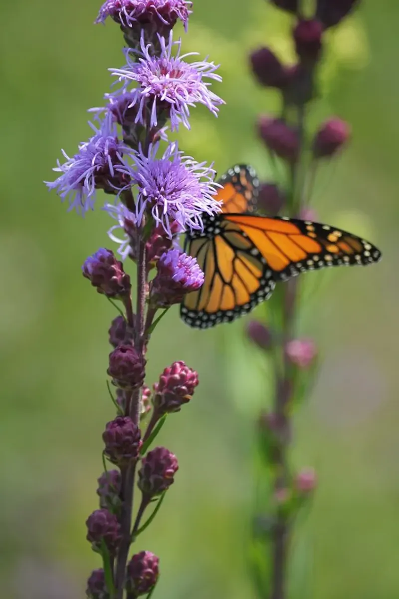 Blazing Star