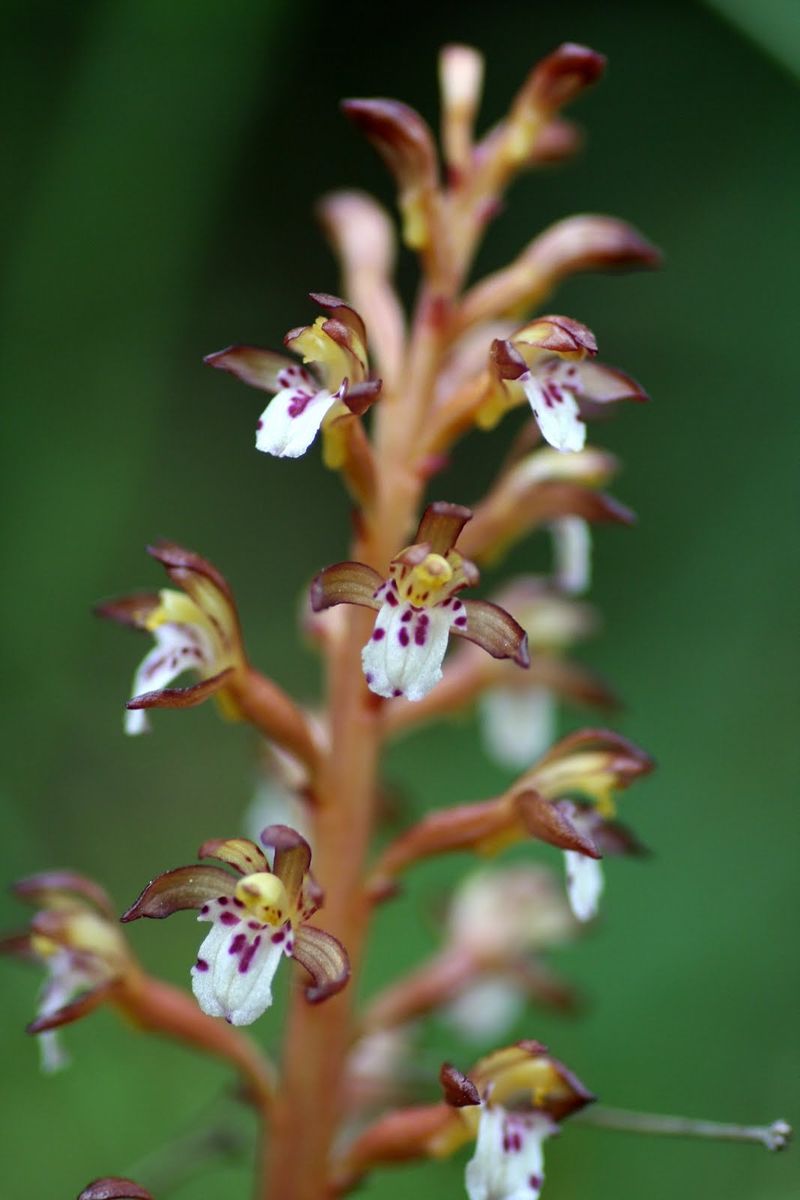 Spotted Coralroot