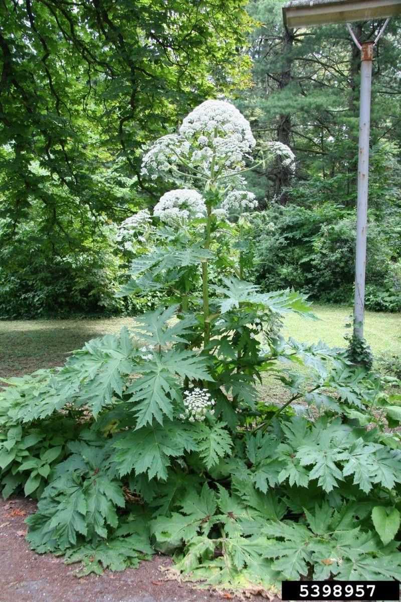 Giant Hogweed