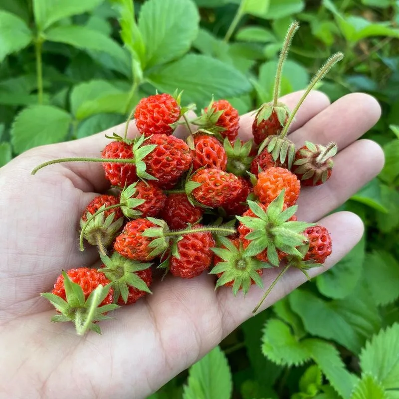 Wild Strawberries