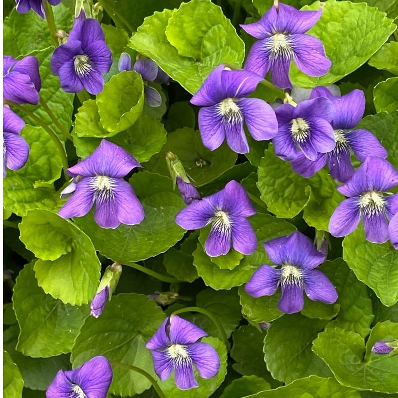 Wild Violets