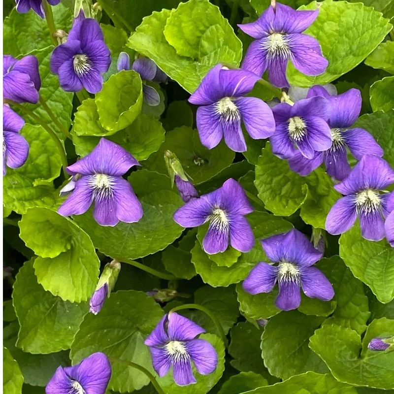 Wild Violets
