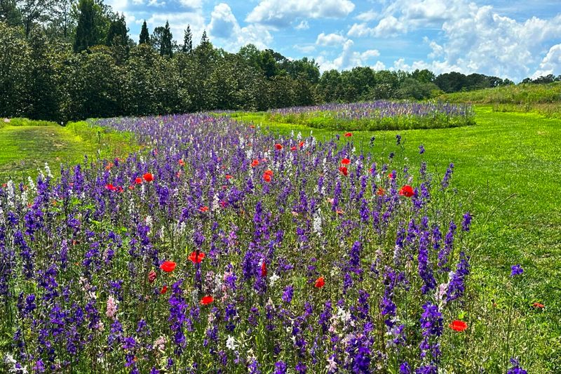 Wildflower Meadow