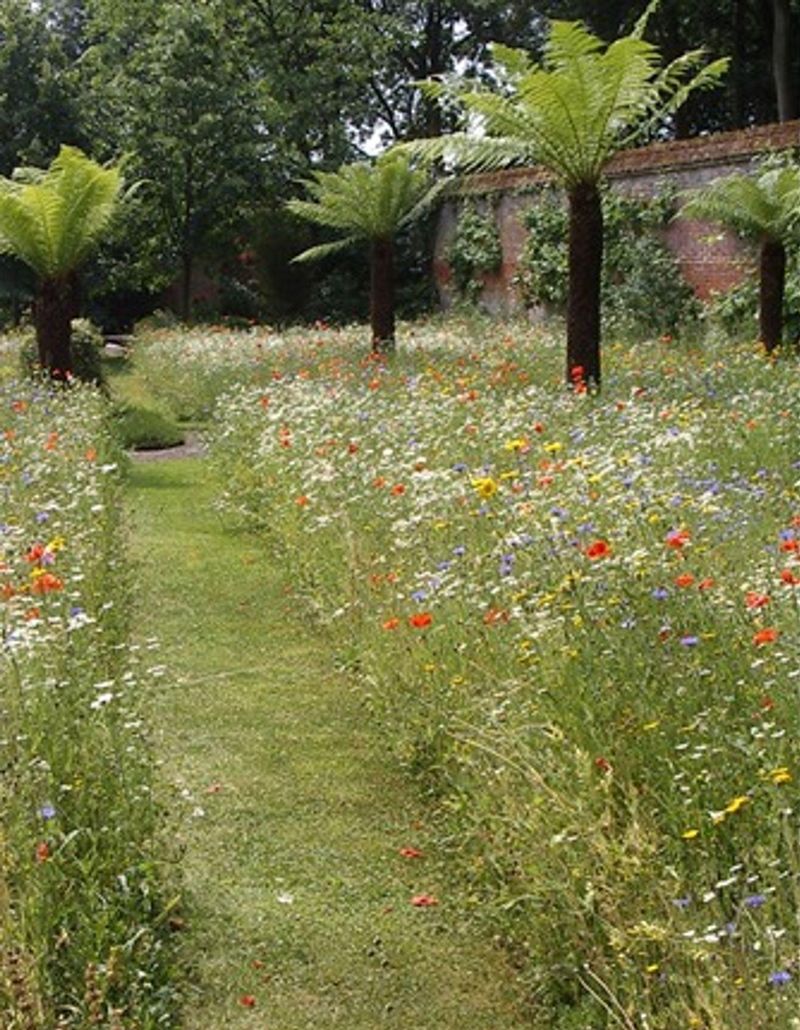 Wildflower Meadows