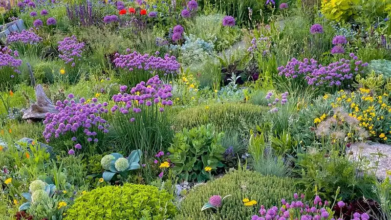 Wildflower Meadows