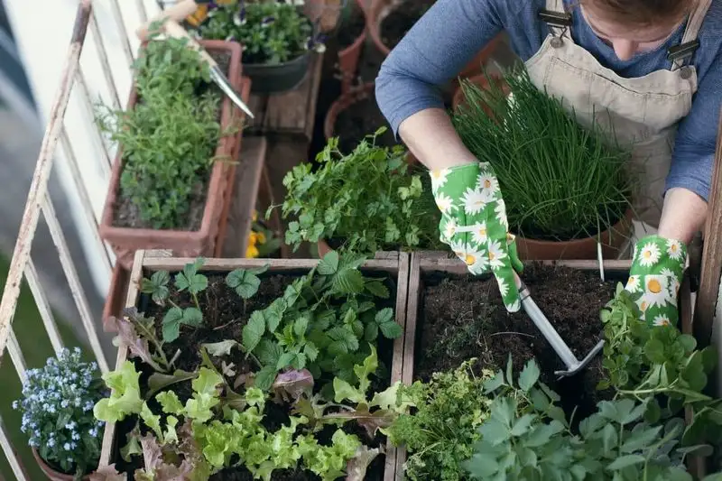 Healing Herb Garden