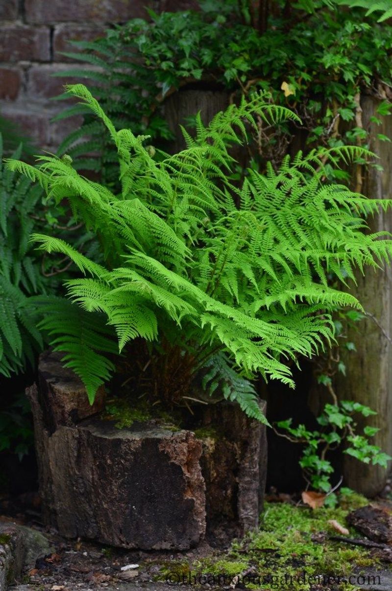 Fern Fantasy Stump