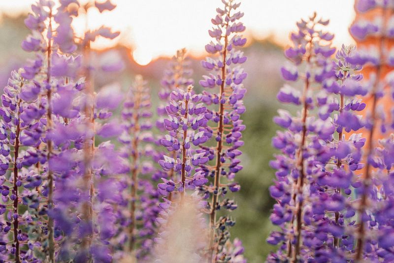 Wildflowers' Vibrant Symphony
