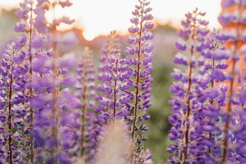 Wildflowers' Vibrant Symphony