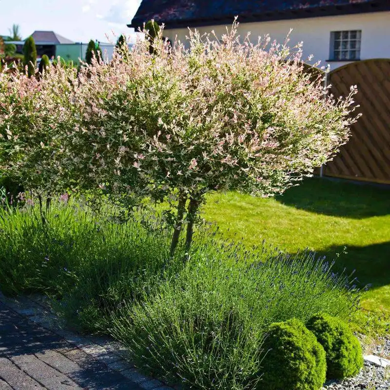 Chemical-Free Pest Control