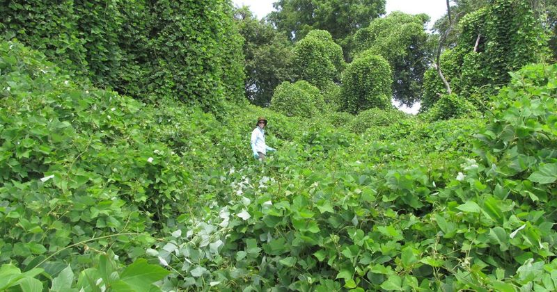 Invasive Species