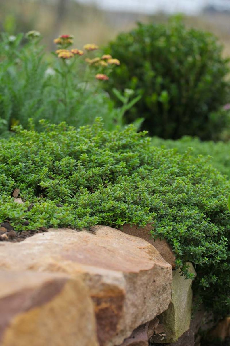 Thyme
