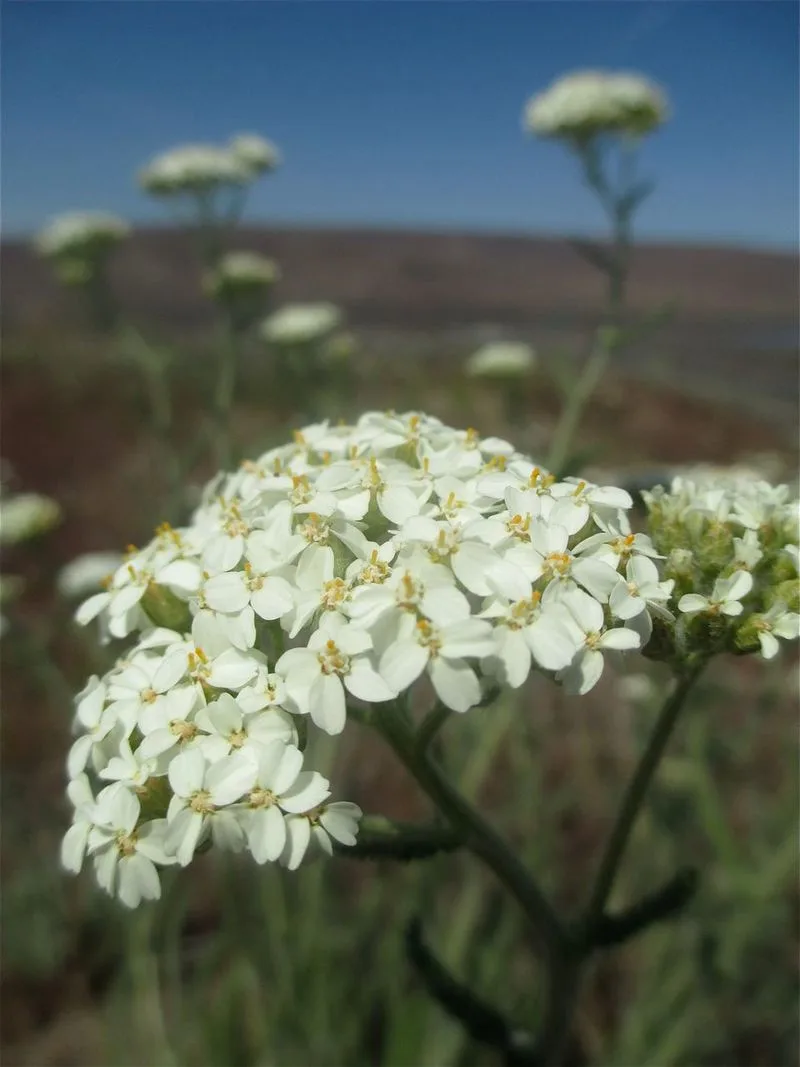 Yarrow