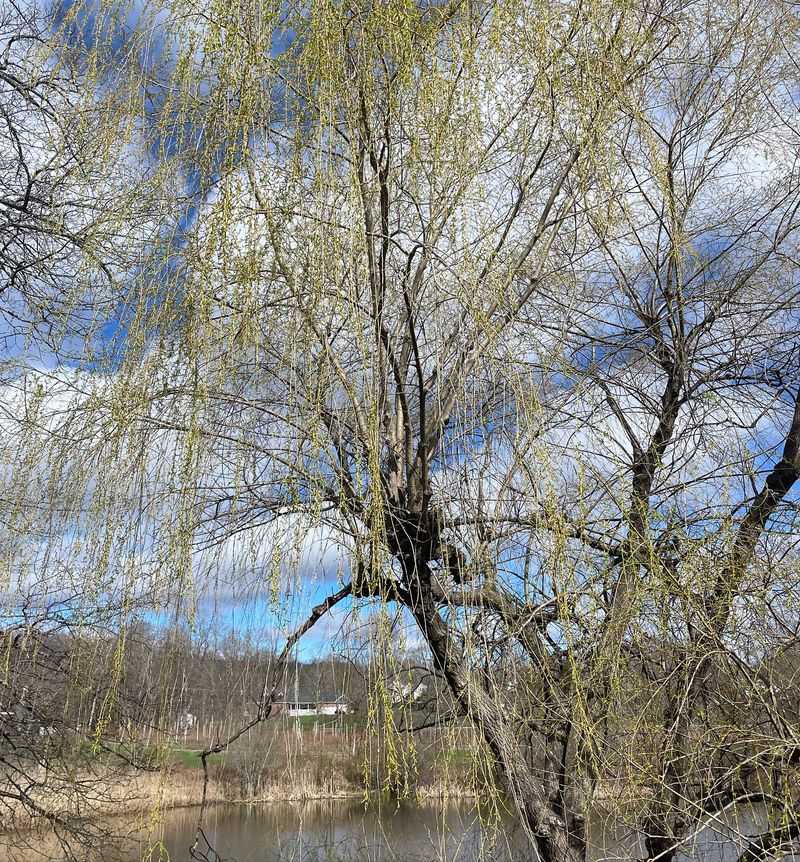 Willow Trees