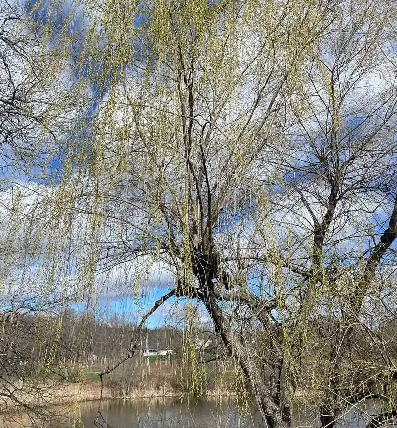 Willow Trees