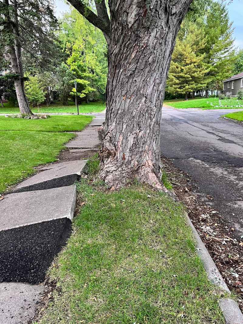 Silver Maple