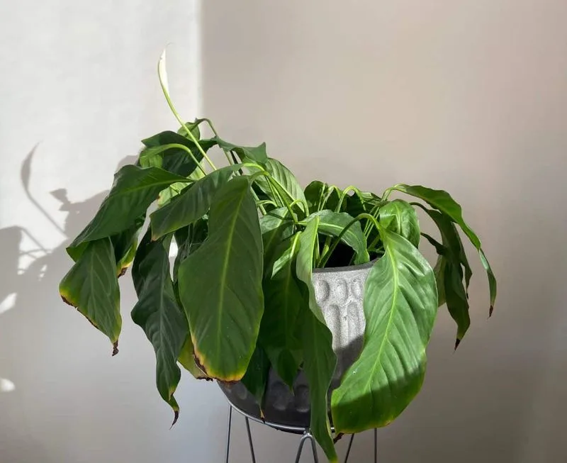 Wilting Leaves