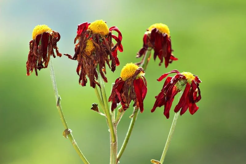 Wilting Plants