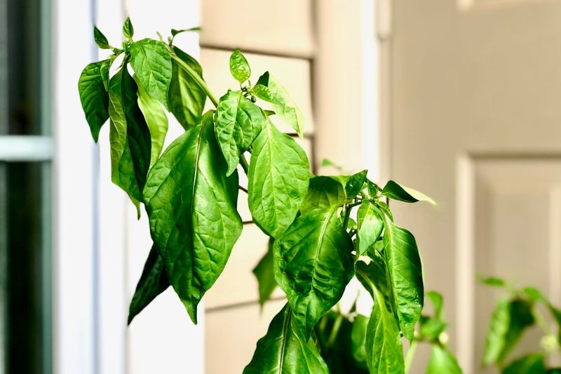 Wilting Stems