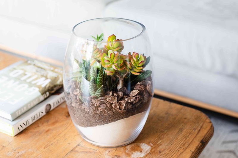 Desk Plant Terrarium