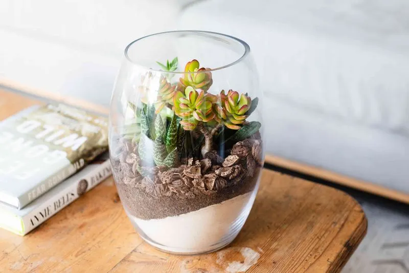 Desk Plant Terrarium