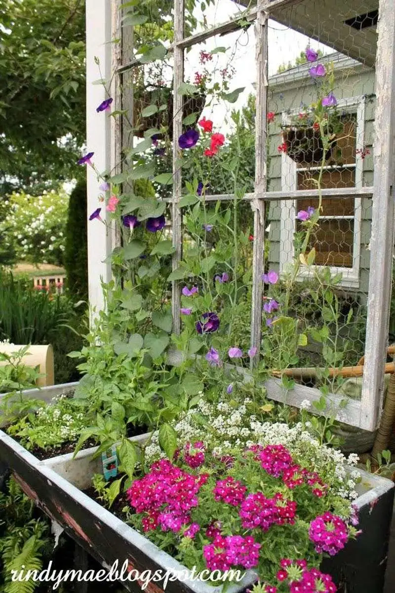Window Frame Trellis