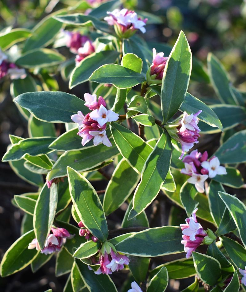 Winter Daphne