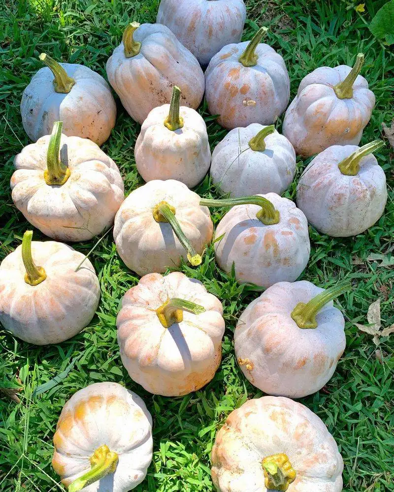 Winter Squash