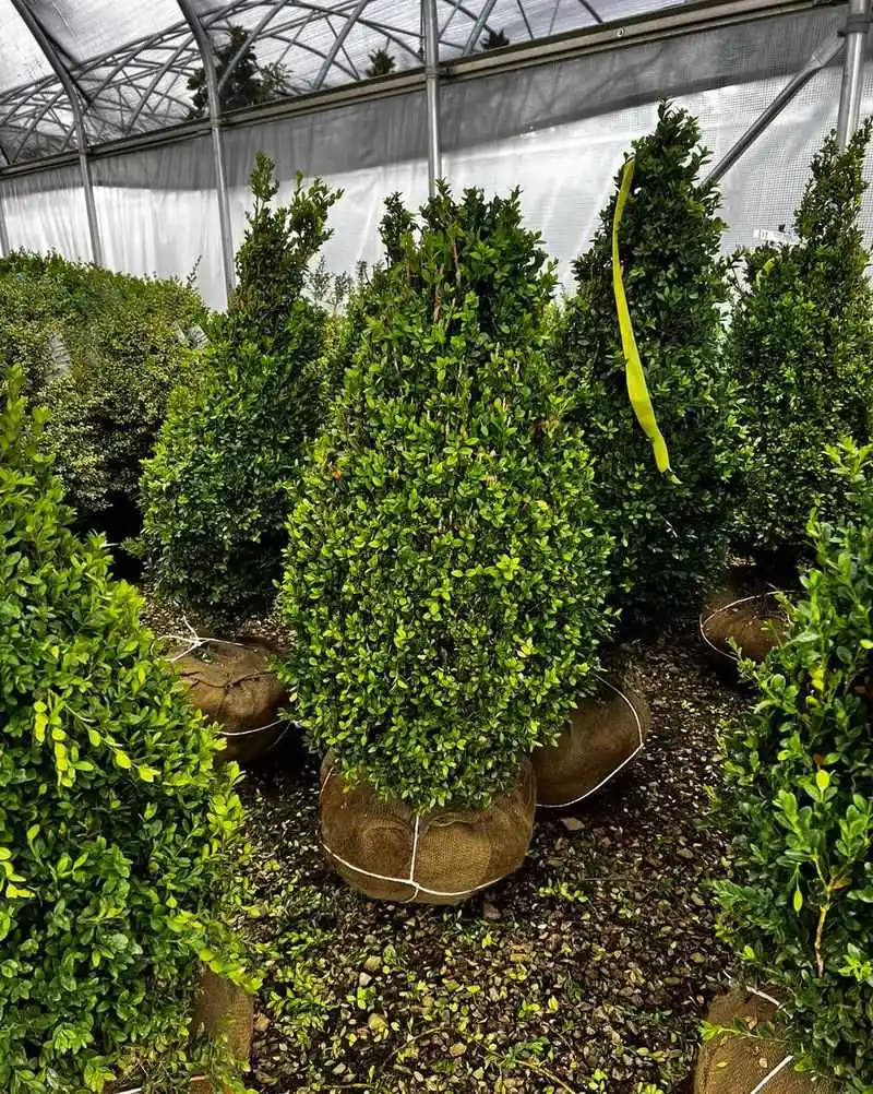 Wintergreen Boxwood