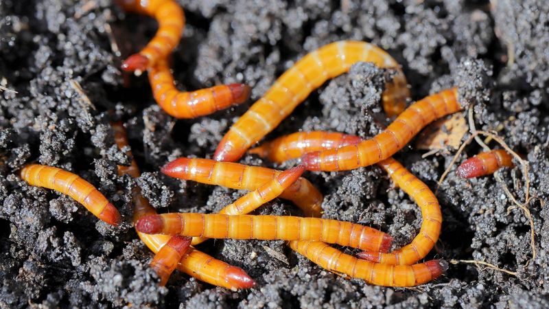 Wireworms