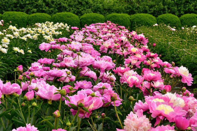 Peonies
