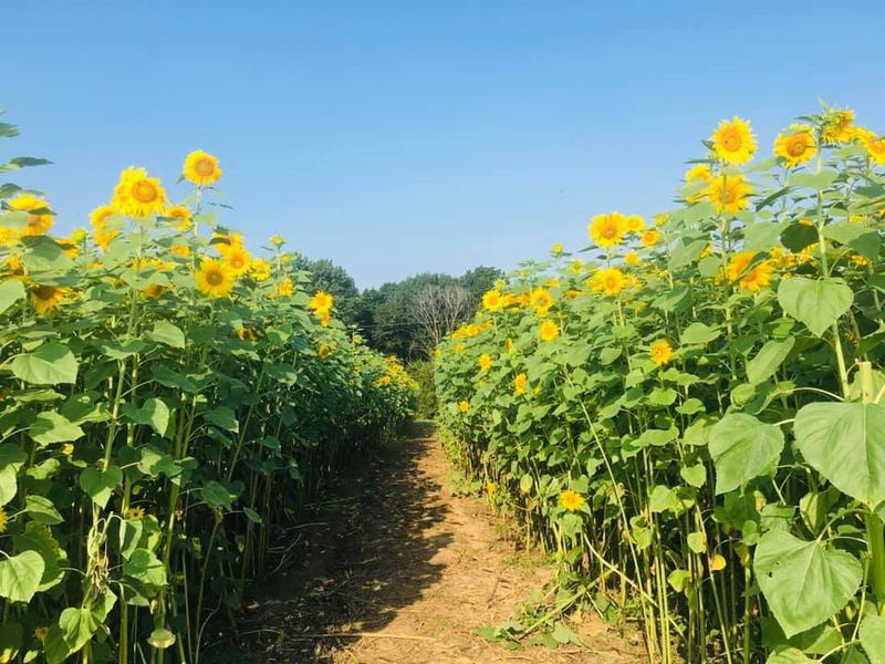 Sunflower (Alternative to Oleander)