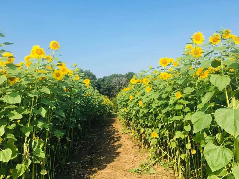 Sunflower (Alternative to Oleander)
