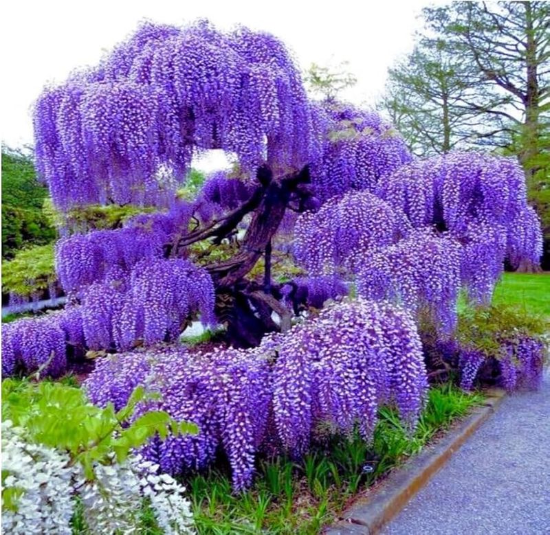 Wisteria