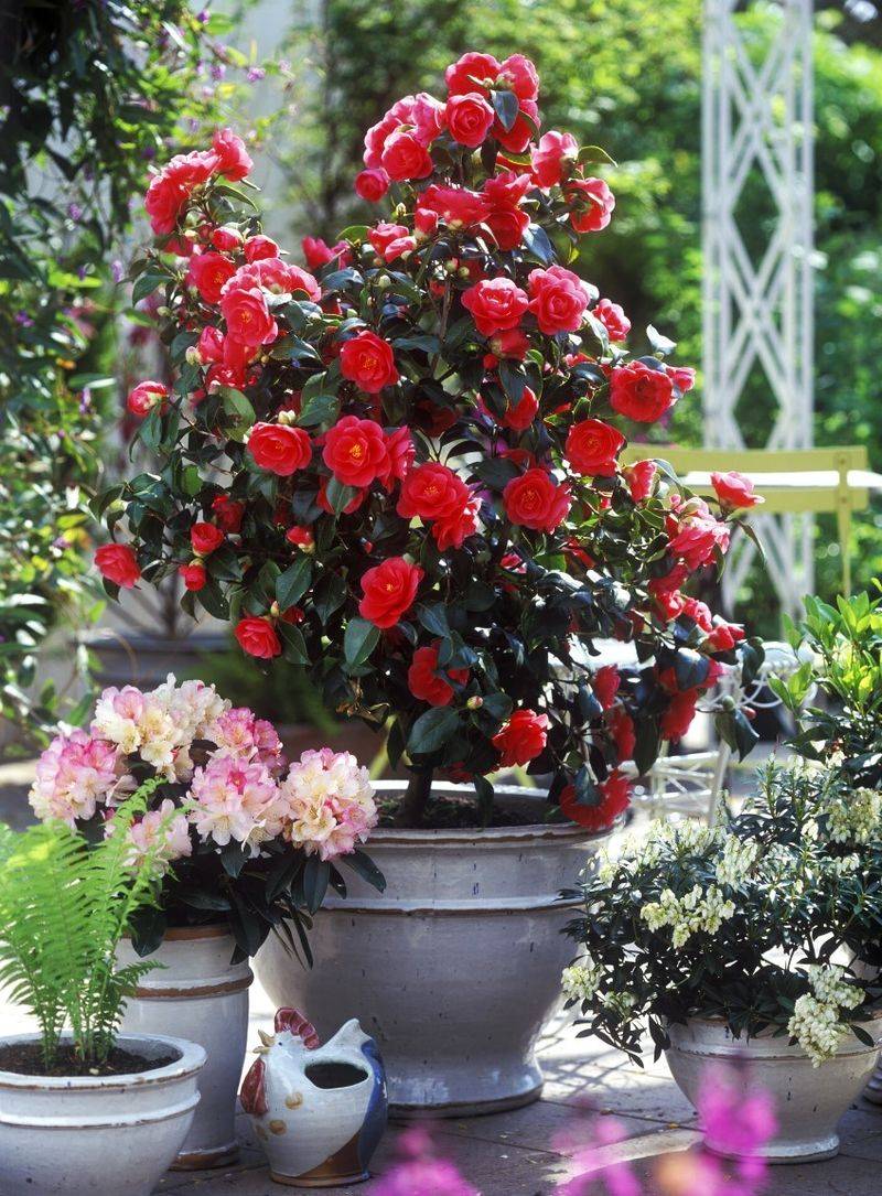 Camellia