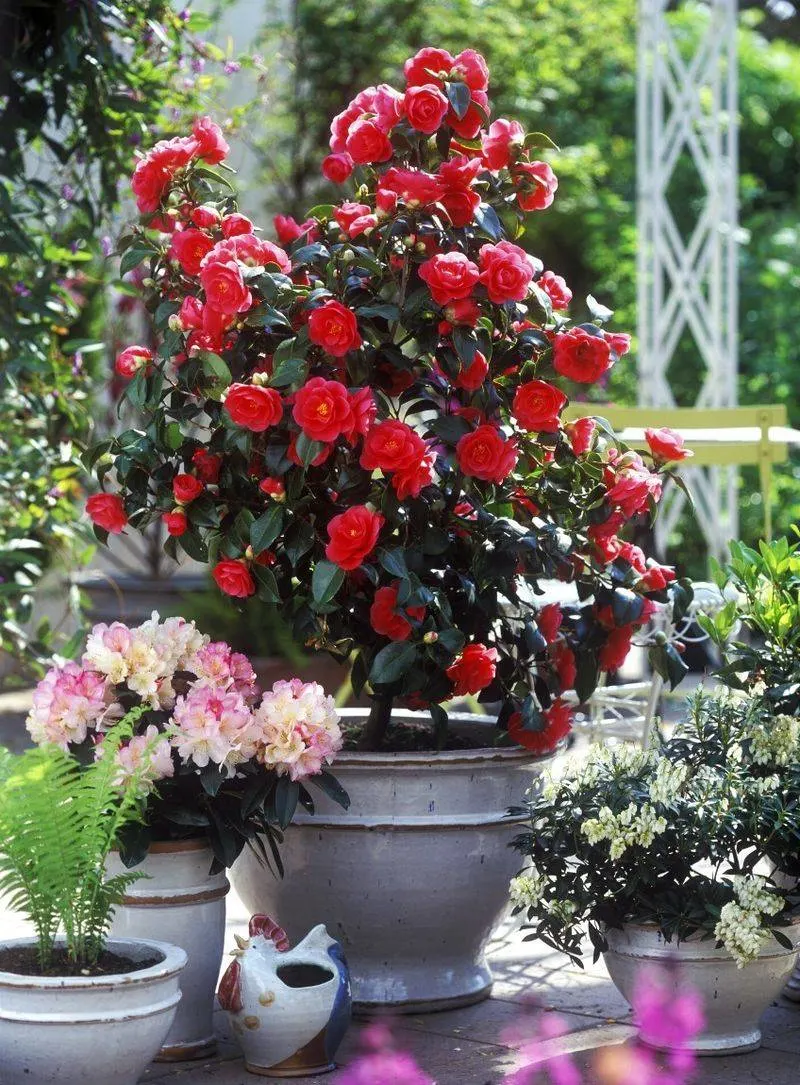 Camellia