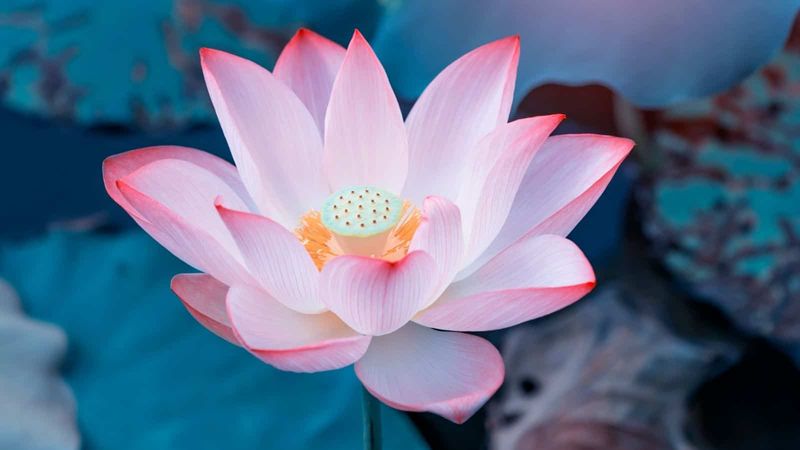 Lotus
