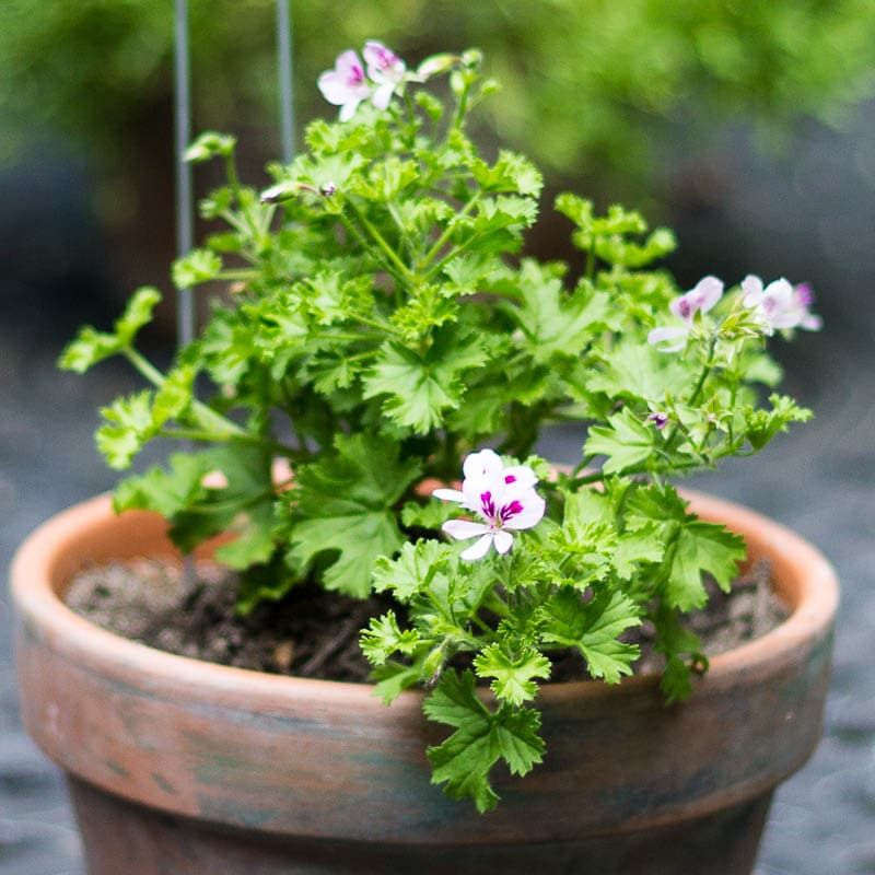 Scented Geranium