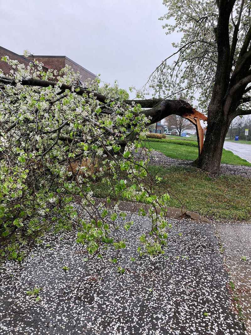 Bradford Pear