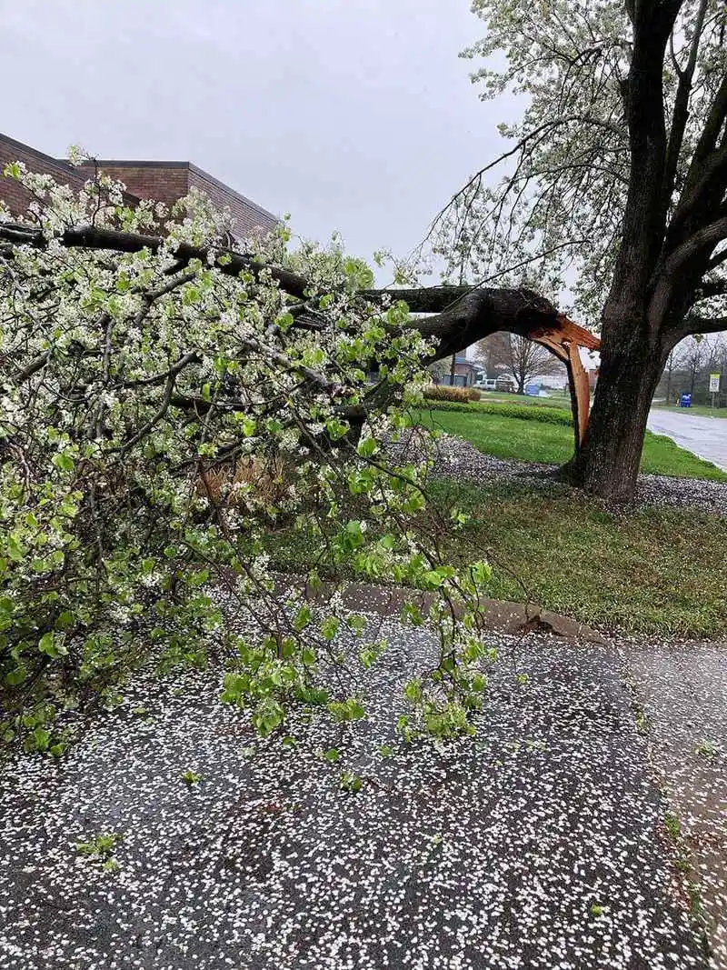 Bradford Pear