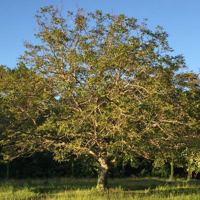 Black Walnut Tree