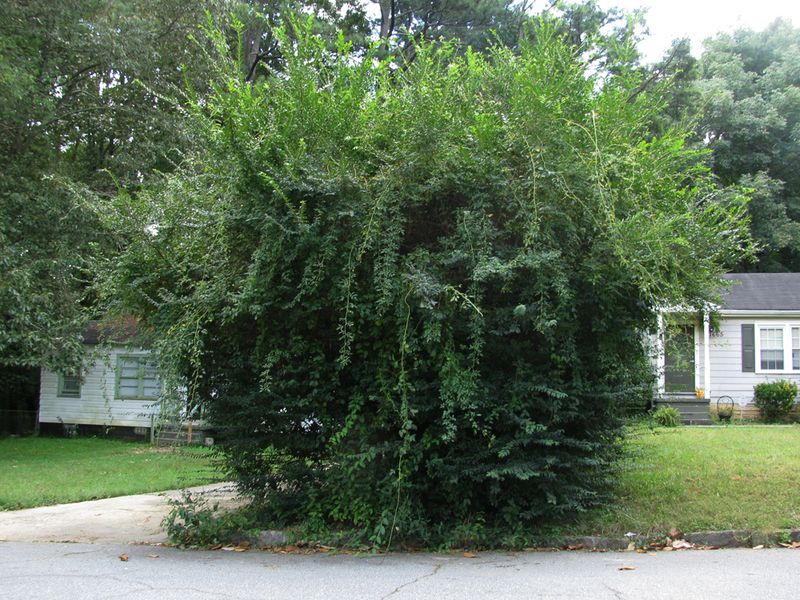 Privet