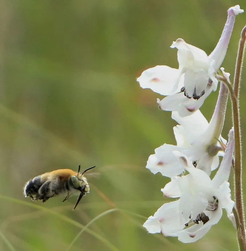 Larkspur